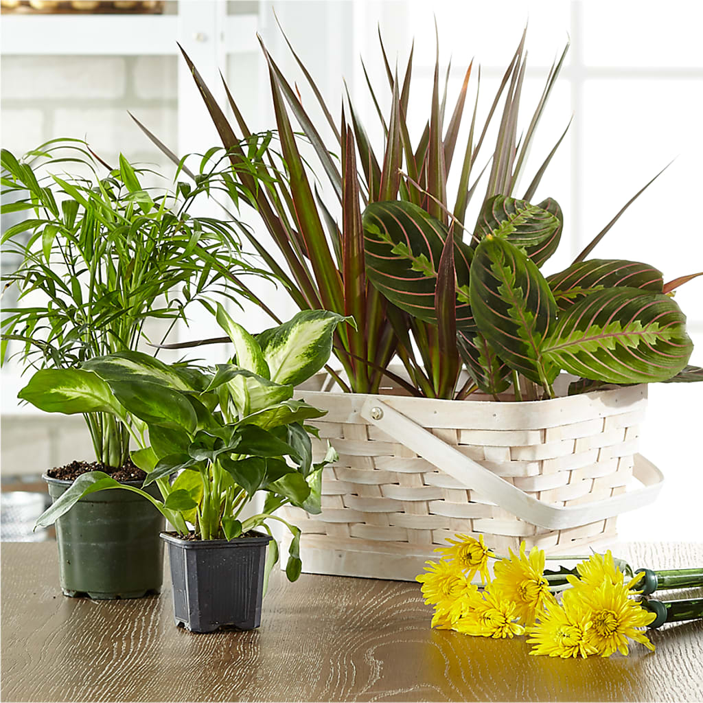 Florist Designed Blooming and Green Plants in a Basket – Homestead Flower Company Inc, Homestead FL
