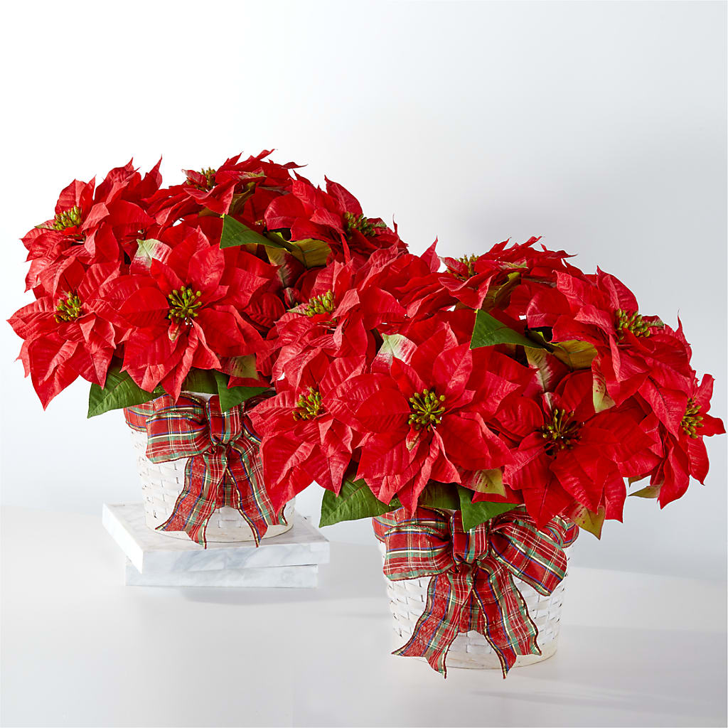 Happiest Holidays Poinsettia Bundle – Homestead Flower Company Inc, Homestead FL