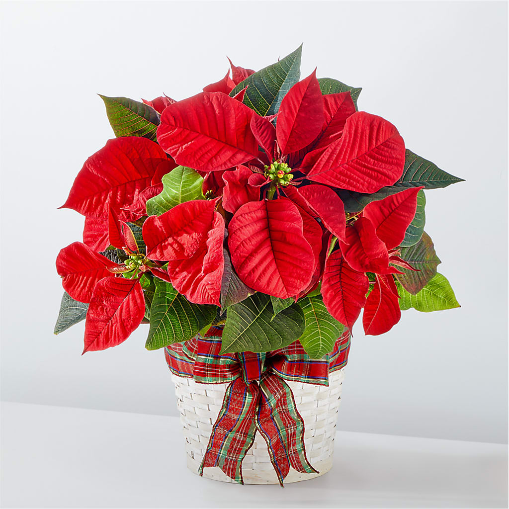 Happiest Holidays Poinsettia – Homestead Flower Company Inc, Homestead FL