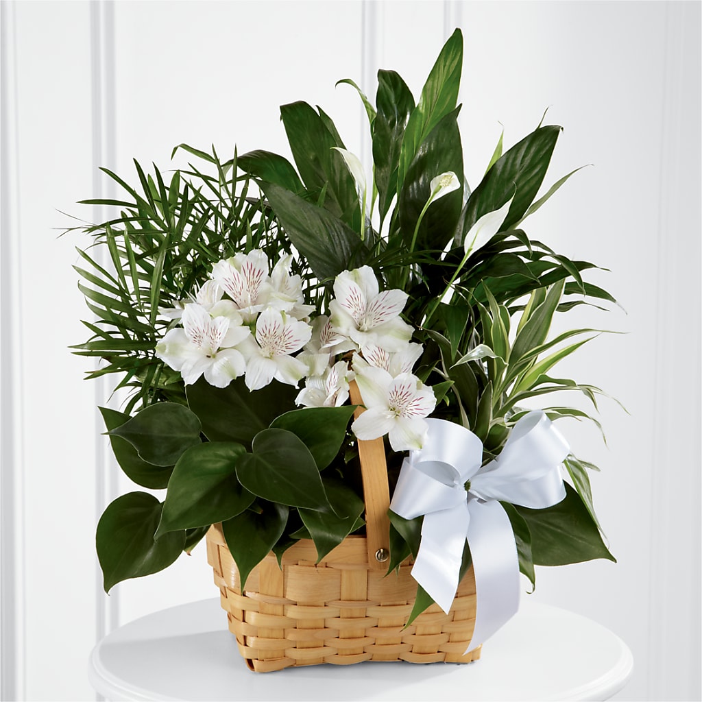 Peace & Serenity Dishgarden – Homestead Flower Company Inc, Homestead FL