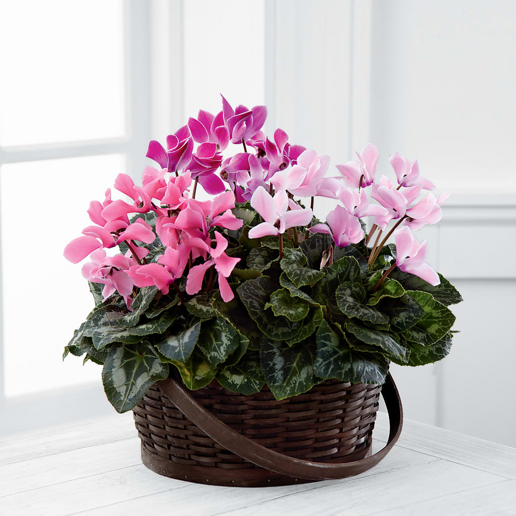 Mixed Cyclamen Planter – Homestead Flower Company Inc, Homestead FL
