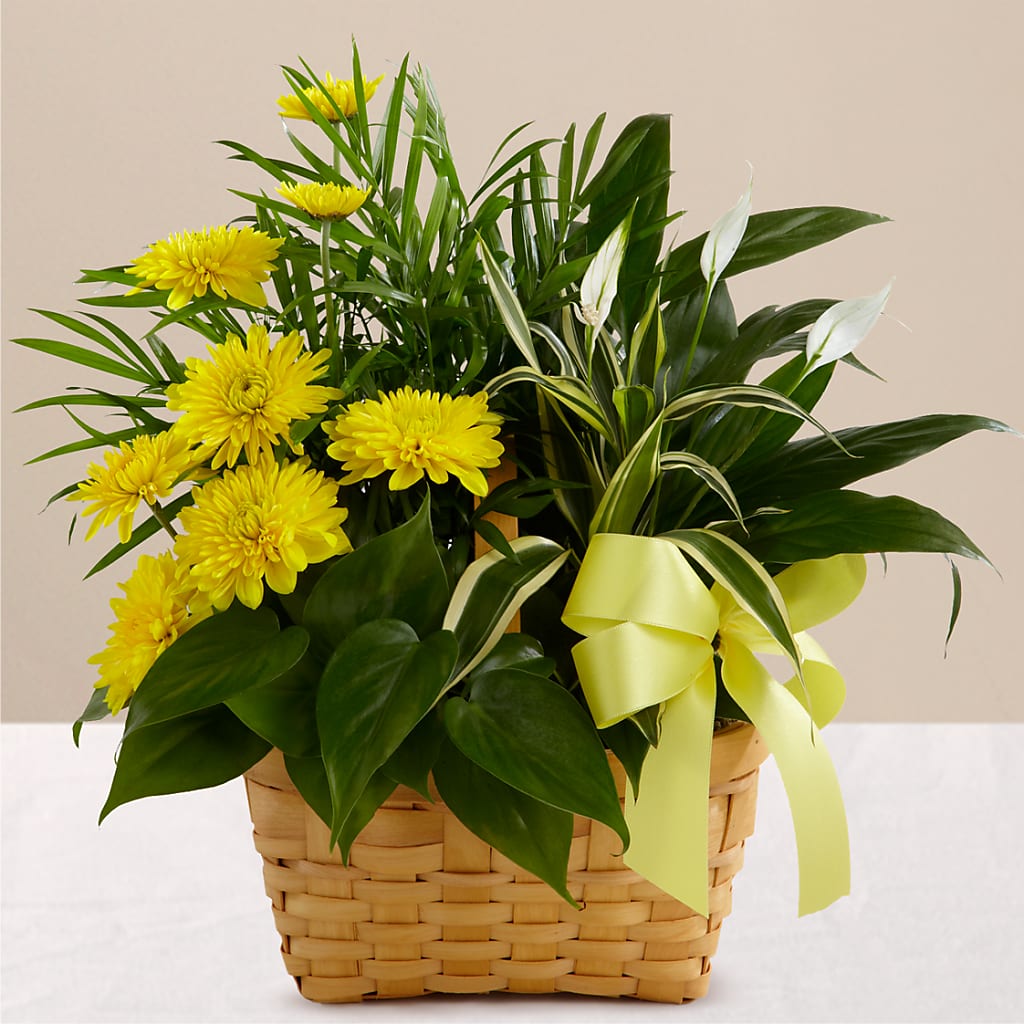 Loving Light Dishgarden – Homestead Flower Company Inc, Homestead FL