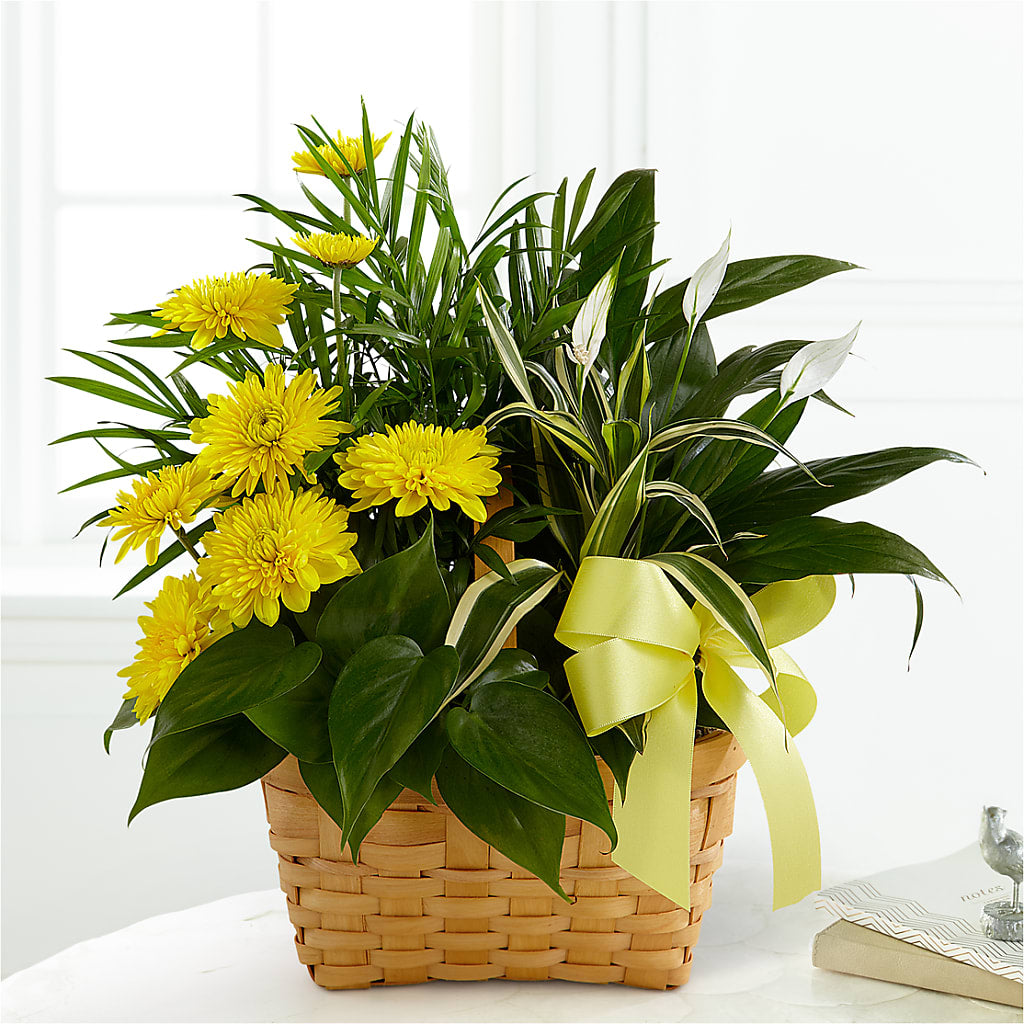 Loving Light Dishgarden – Homestead Flower Company Inc, Homestead FL