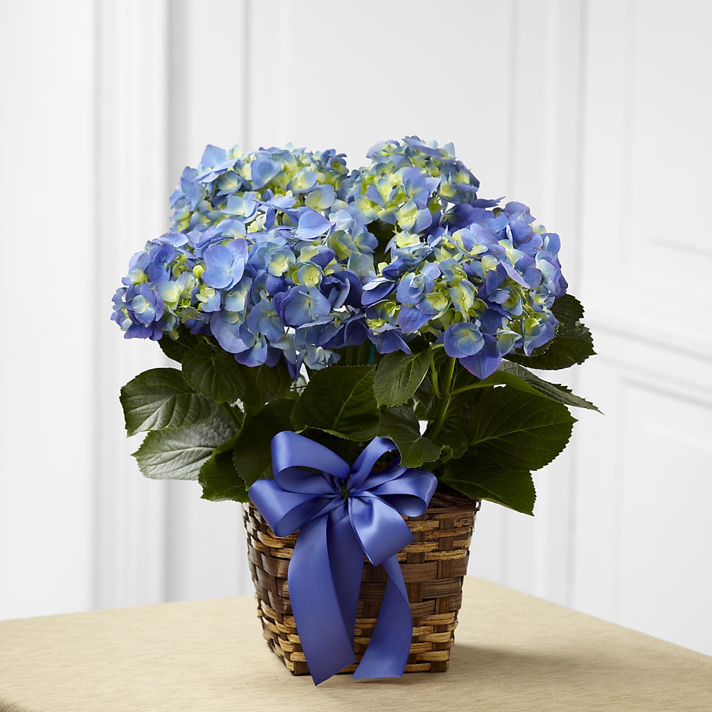 Blue Hydrangea Planter – Homestead Flower Company Inc, Homestead FL