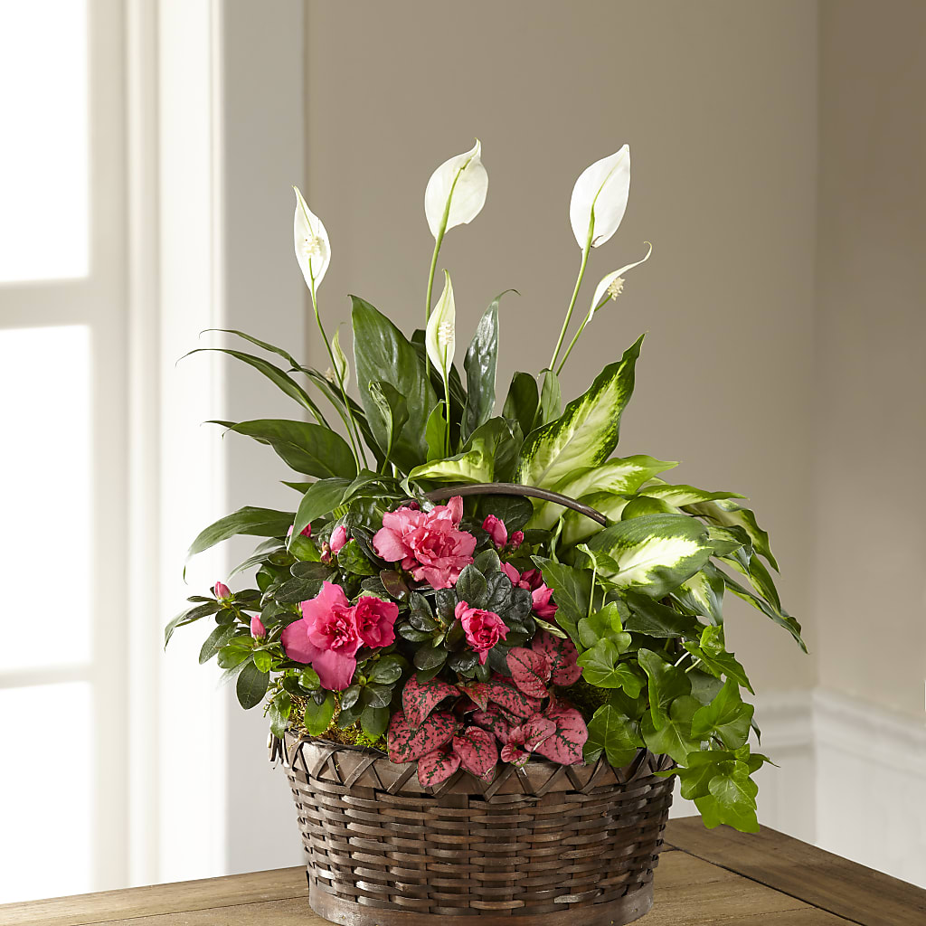 Dream in Pink Dishgarden – Homestead Flower Company Inc, Homestead FL