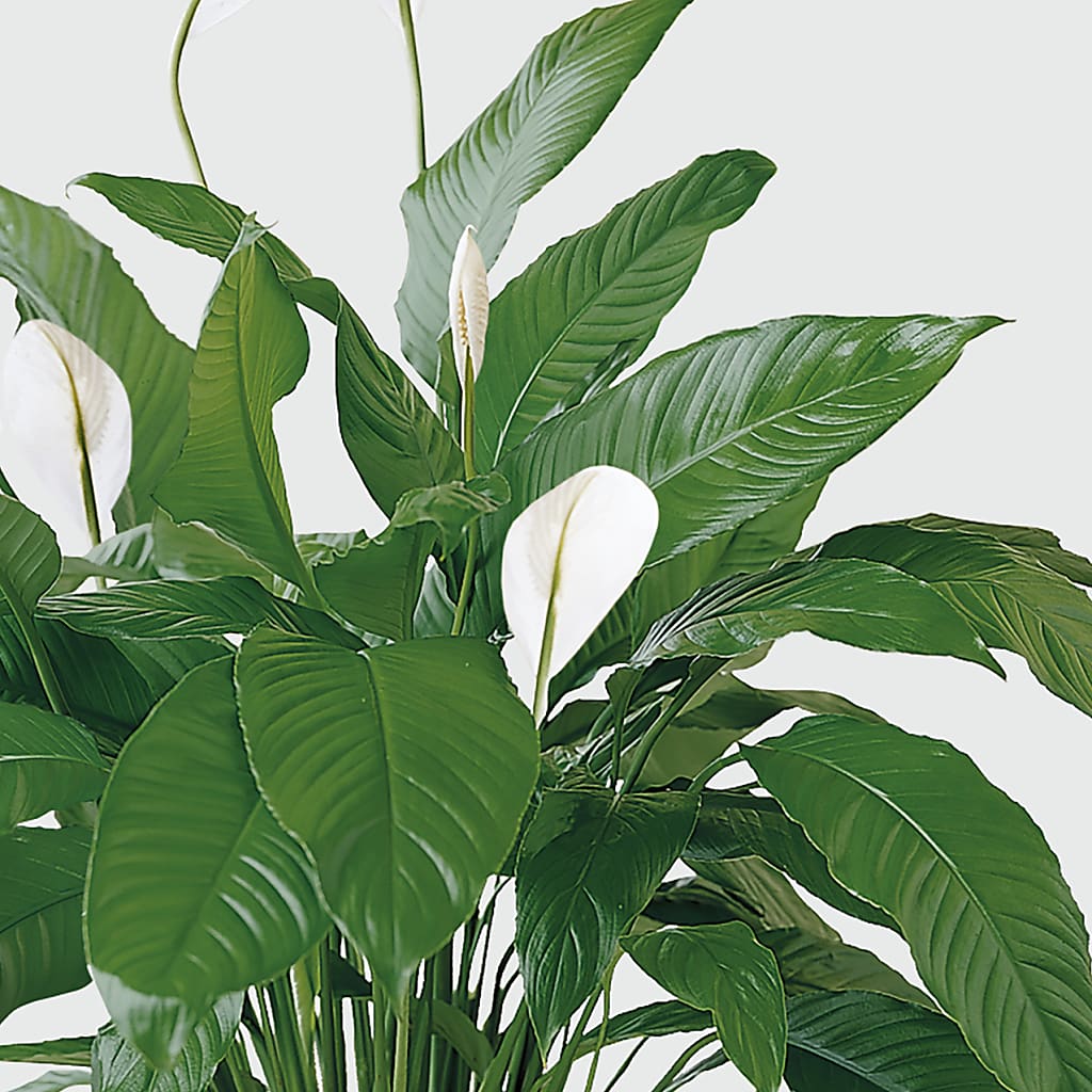 Tranquil Moments Peace Lily Plant – Homestead Flower Company Inc, Homestead FL
