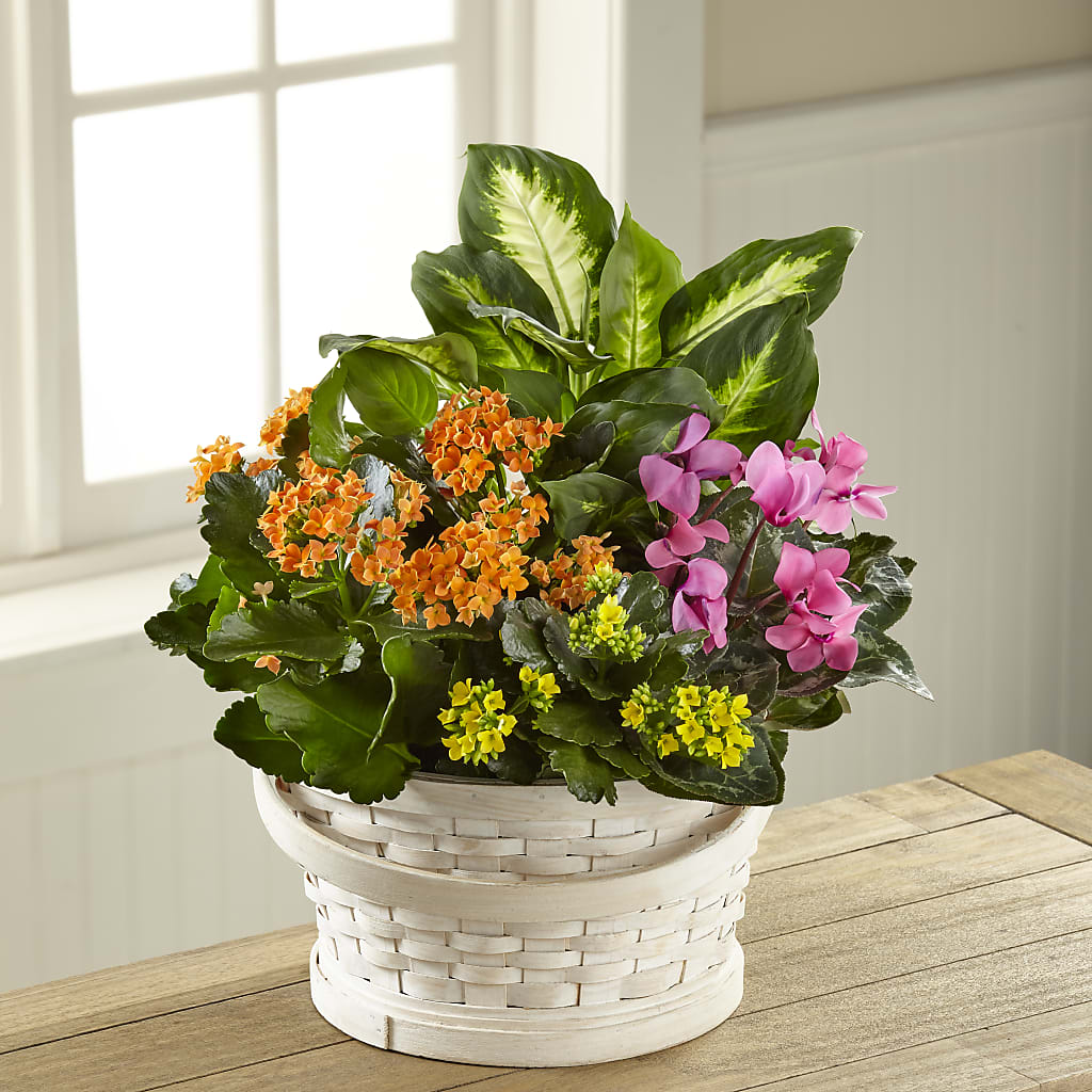Color Crush Dishgarden – Homestead Flower Company Inc, Homestead FL
