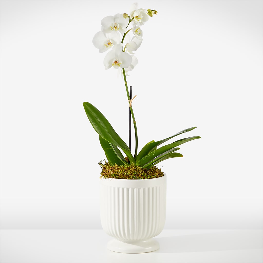 Whispering White Orchid – Homestead Flower Company Inc, Homestead FL