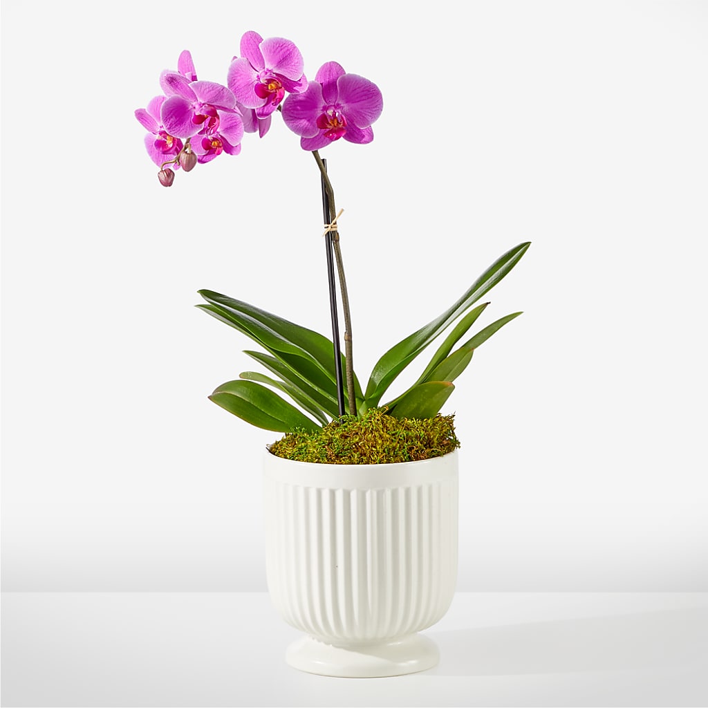 Friendly Fuchsia Orchid – Homestead Flower Company Inc, Homestead FL