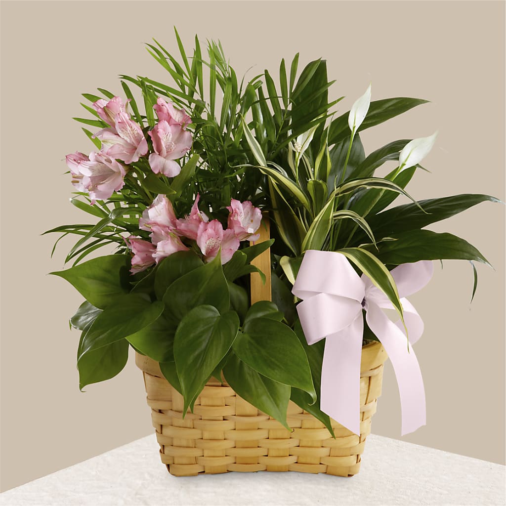 Living Spirit Dishgarden – Homestead Flower Company Inc, Homestead FL