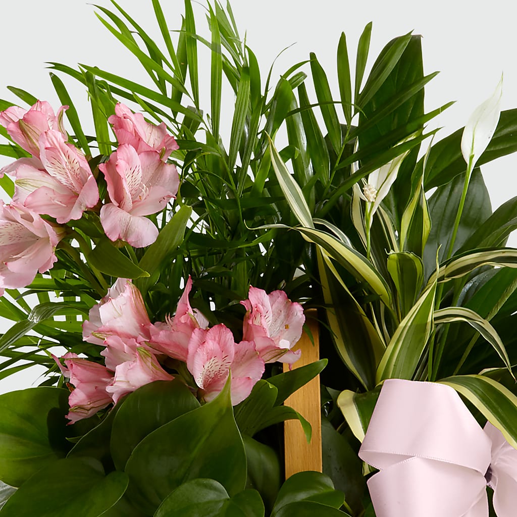 Living Spirit Dishgarden – Homestead Flower Company Inc, Homestead FL