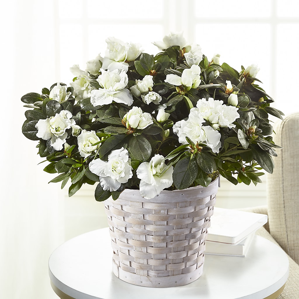 White Azalea Plant – Homestead Flower Company Inc, Homestead FL