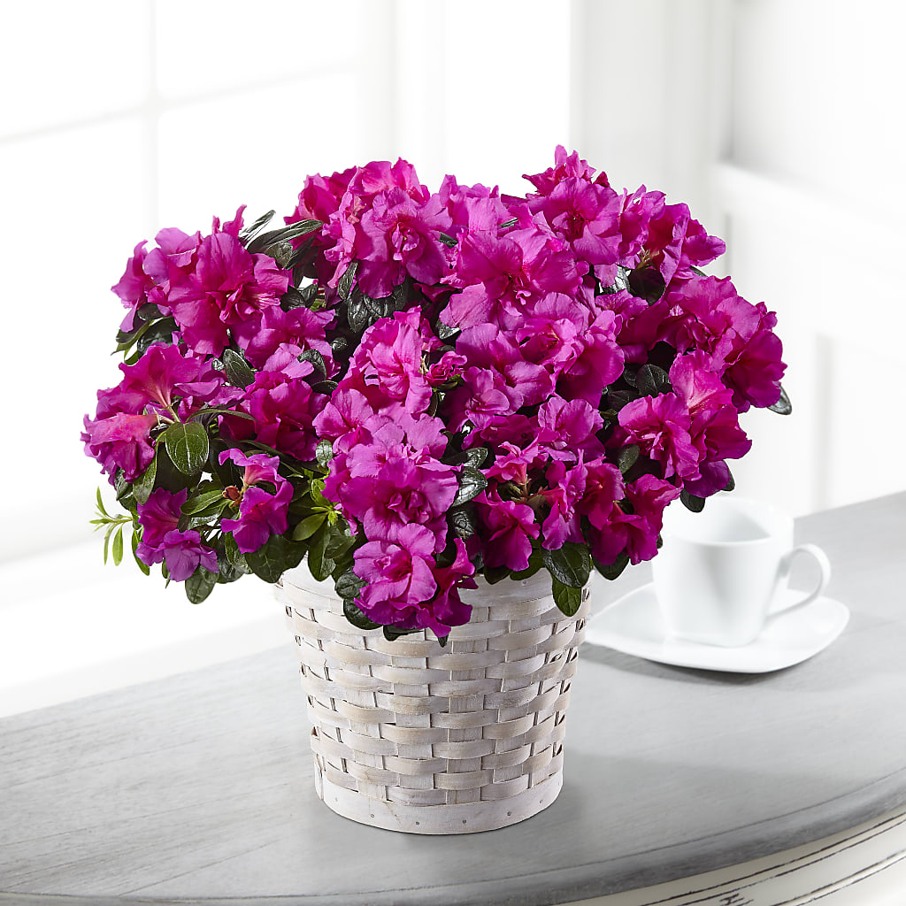 Hope & Serenity Azalea Plant – Homestead Flower Company Inc, Homestead FL