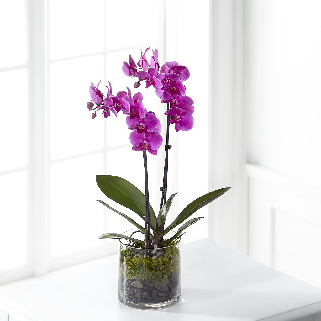 Pink Orchid Plant – Homestead Flower Company Inc, Homestead FL