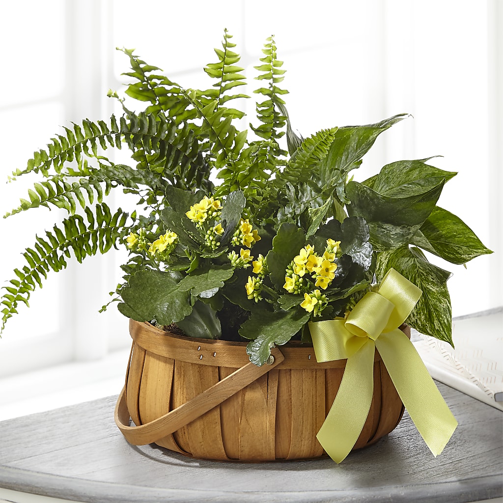 Always Dear Dishgarden – Homestead Flower Company Inc, Homestead FL