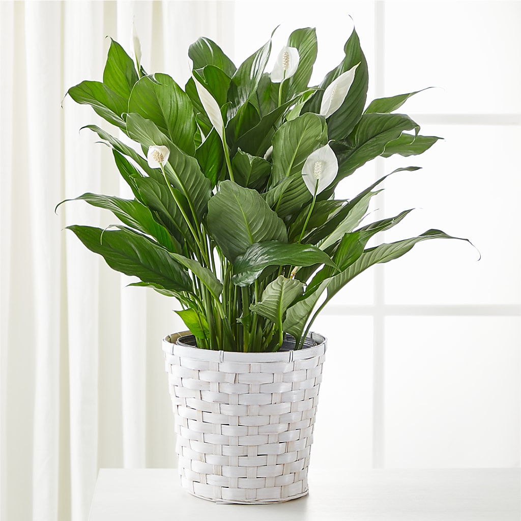 A New Leaf Peace Lily – Homestead Flower Company Inc, Homestead FL
