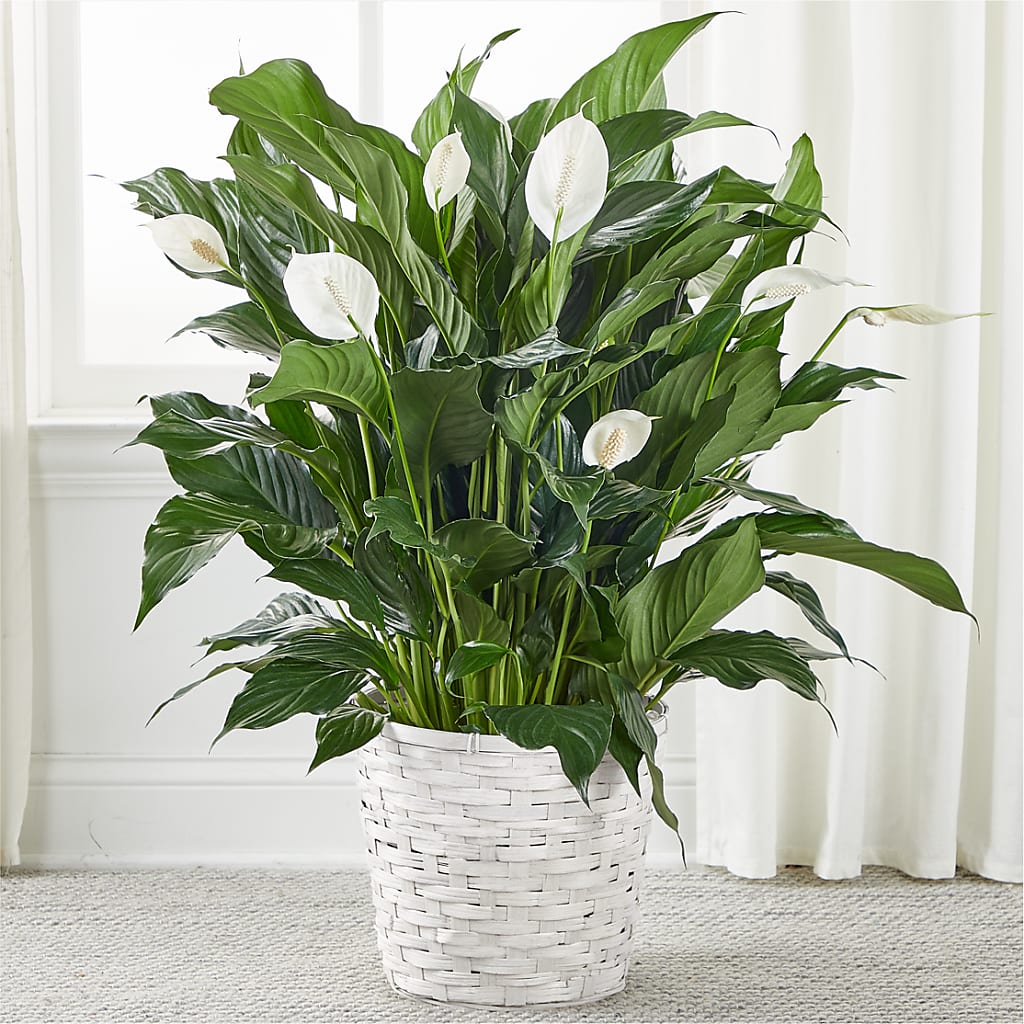 A New Leaf Peace Lily – Homestead Flower Company Inc, Homestead FL