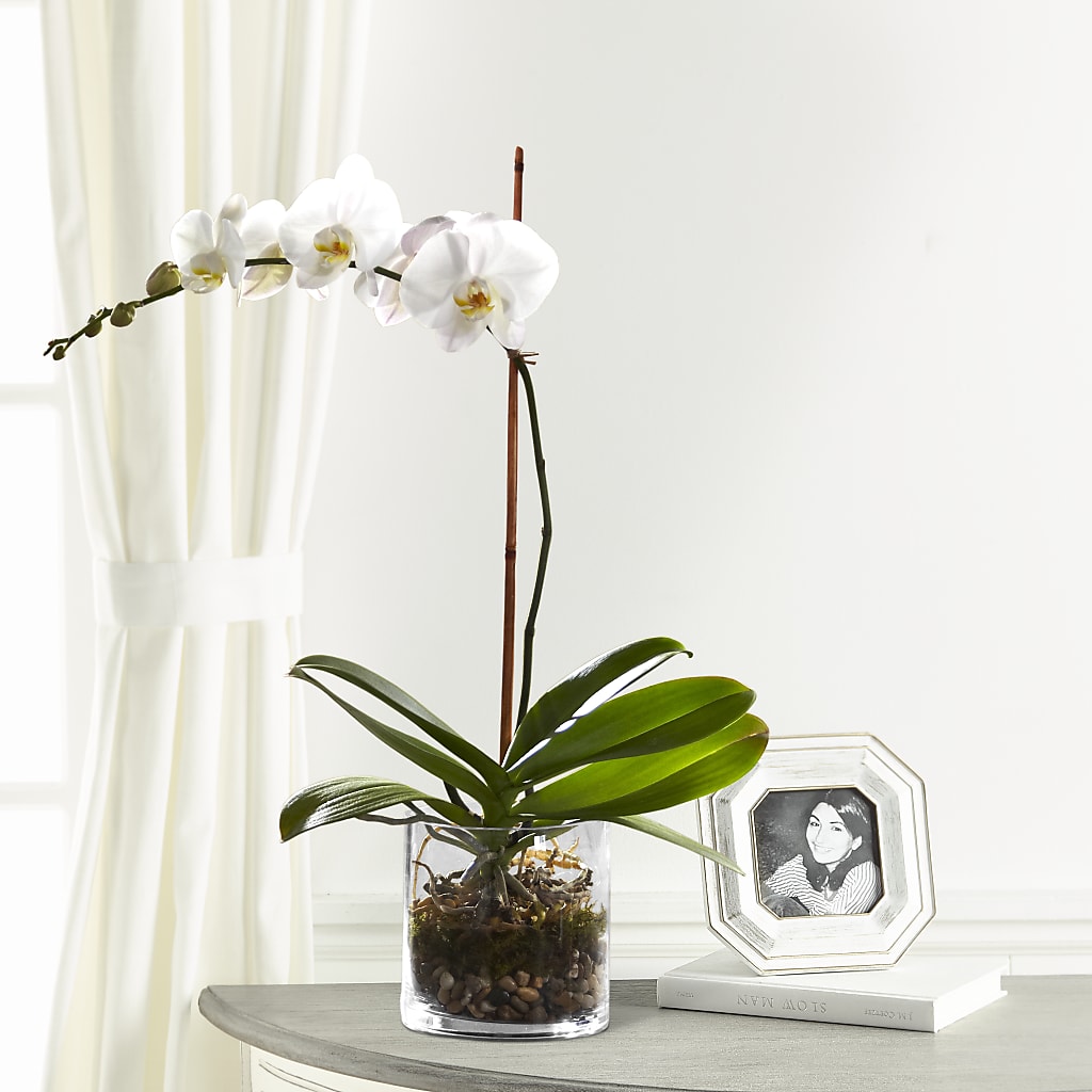 White Orchid Planter – Homestead Flower Company Inc, Homestead FL