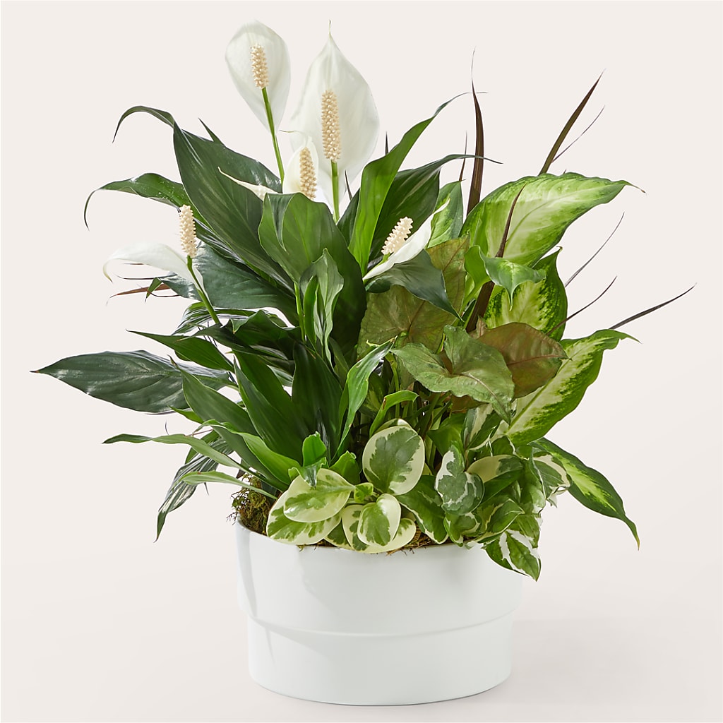 Radiating Positivity Dishgarden – Homestead Flower Company Inc, Homestead FL