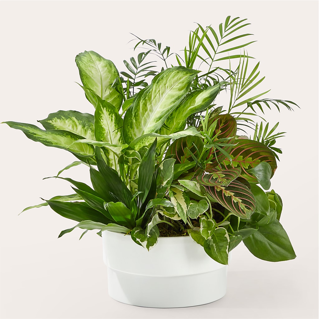 Radiating Positivity Dishgarden – Homestead Flower Company Inc, Homestead FL