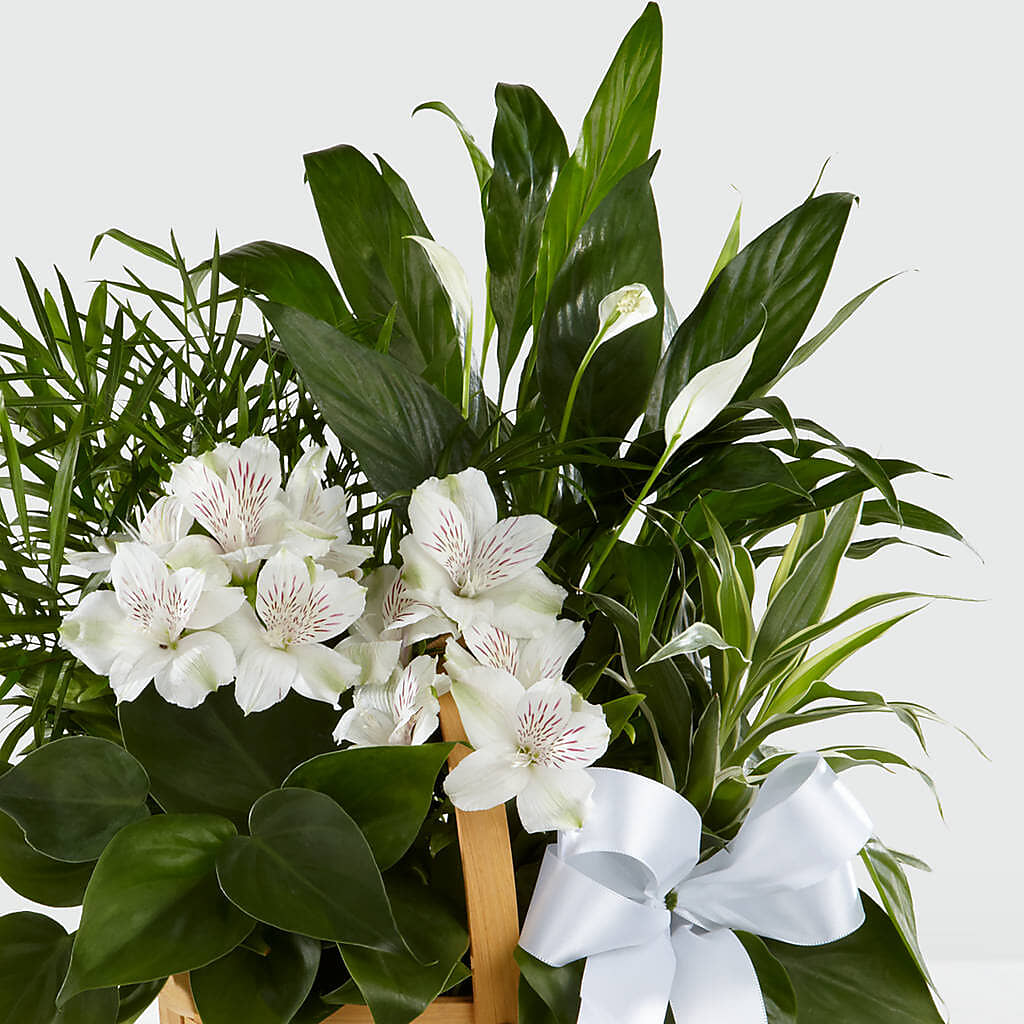 Peace & Serenity Dishgarden –  Homestead Flower Company Inc, Homestead FL