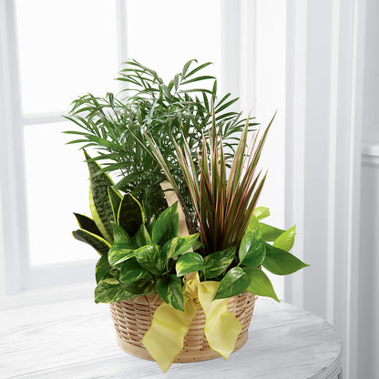 French Garden –  Homestead Flower Company Inc, Homestead FL