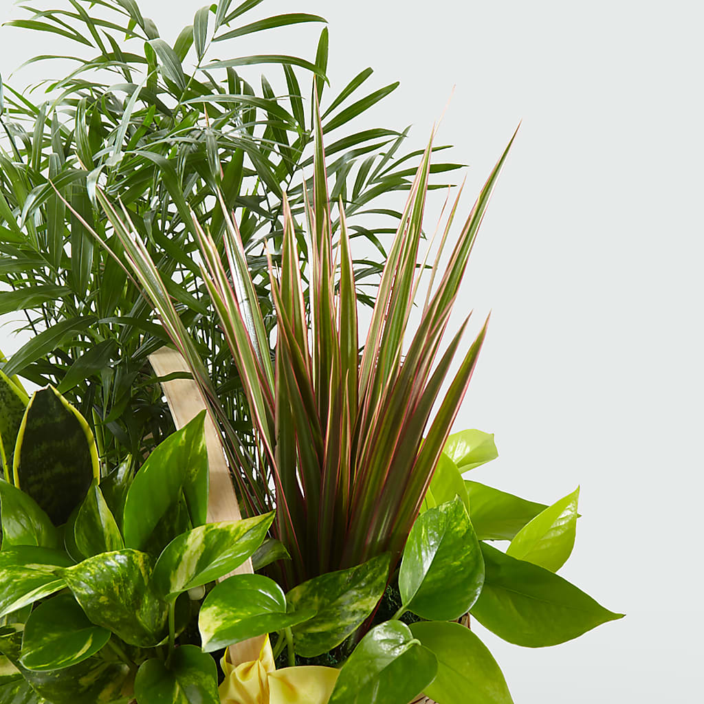 French Garden –  Homestead Flower Company Inc, Homestead FL