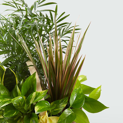 French Garden –  Homestead Flower Company Inc, Homestead FL