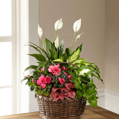 Dream in Pink Dishgarden –  Homestead Flower Company Inc, Homestead FL