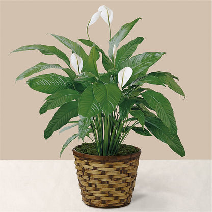 Tranquil Moments Peace Lily Plant –  Homestead Flower Company Inc, Homestead FL