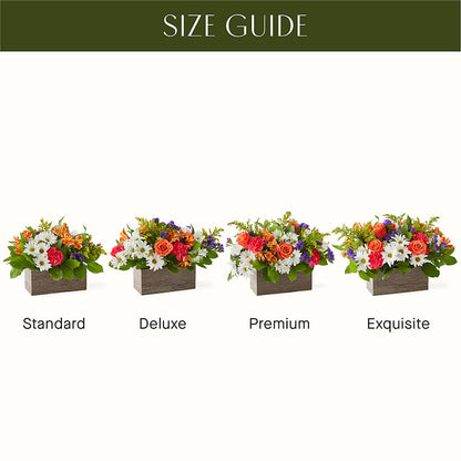 Oopsie Daisy Box Bouquet –  Homestead Flower Company Inc, Homestead FL