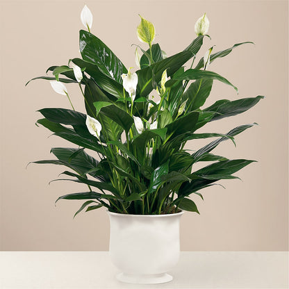 Comfort Planter –  Homestead Flower Company Inc, Homestead FL