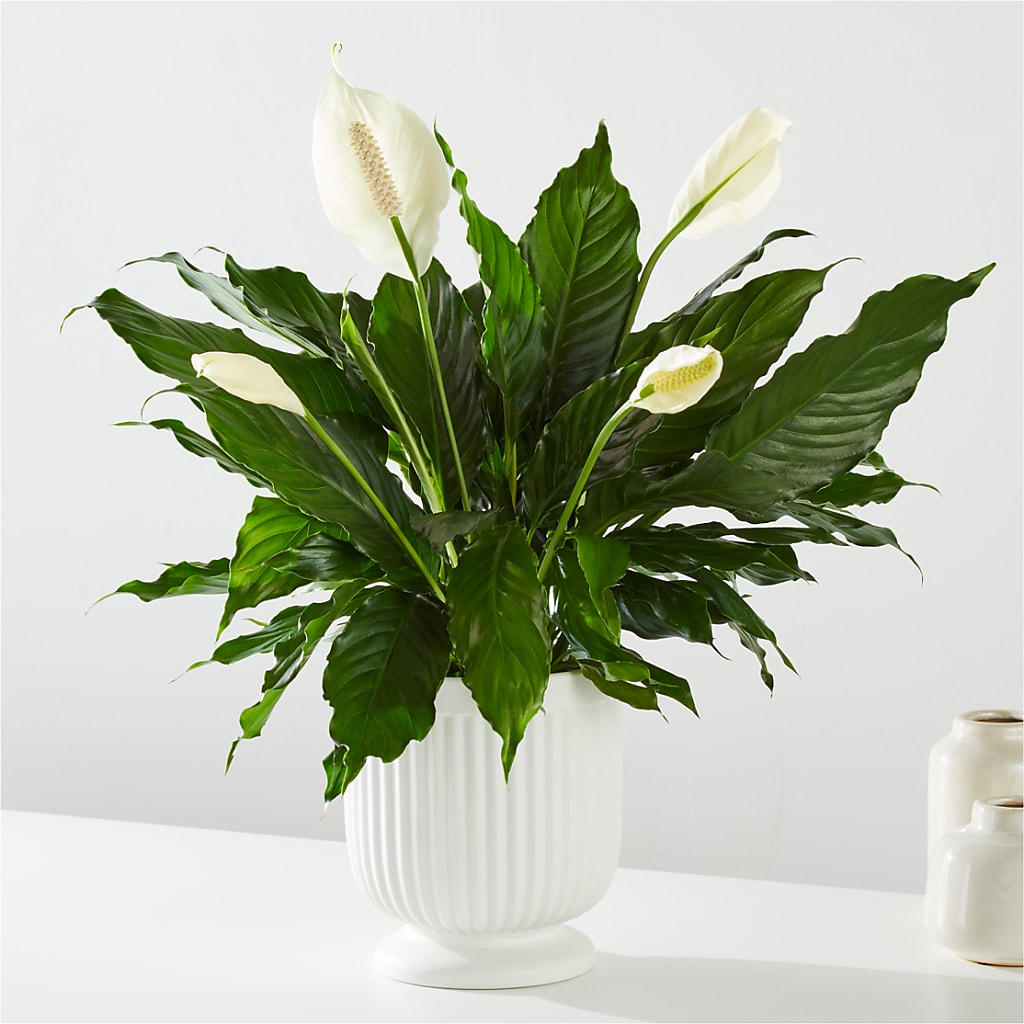 Comfort Planter –  Homestead Flower Company Inc, Homestead FL