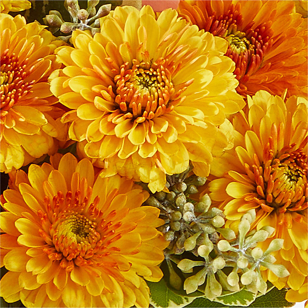 Peachy Pumpkin –  Homestead Flower Company Inc, Homestead FL