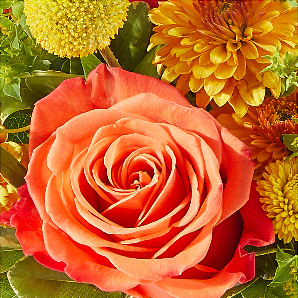 Gourdgeous Pumpkin –  Homestead Flower Company Inc, Homestead FL