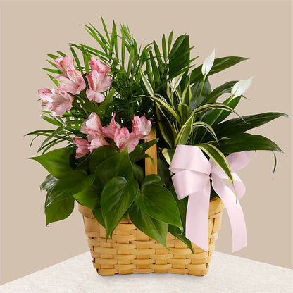 Living Spirit Dishgarden –  Homestead Flower Company Inc, Homestead FL