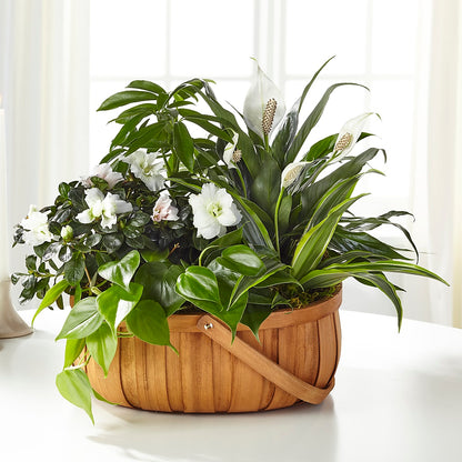Serene Dishgarden –  Homestead Flower Company Inc, Homestead FL