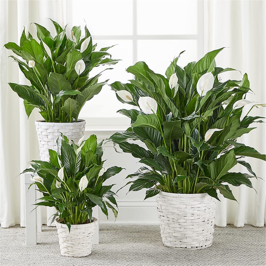 A New Leaf Peace Lily –  Homestead Flower Company Inc, Homestead FL