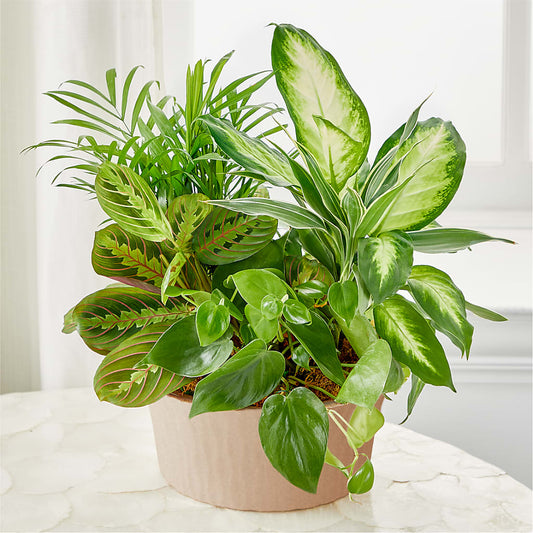 Balance & Harmony Dishgarden –  Homestead Flower Company Inc, Homestead FL