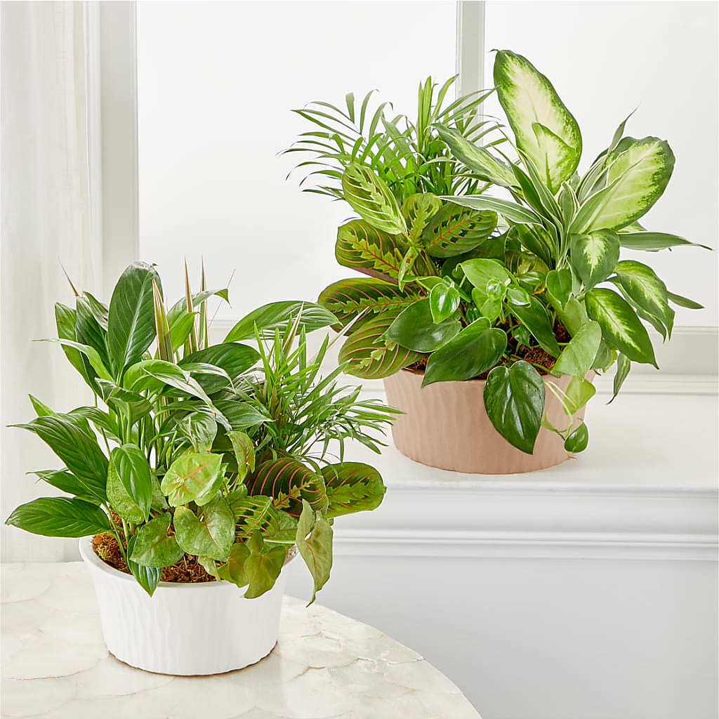 Balance & Harmony Dishgarden –  Homestead Flower Company Inc, Homestead FL