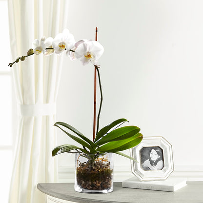 White Orchid Planter –  Homestead Flower Company Inc, Homestead FL