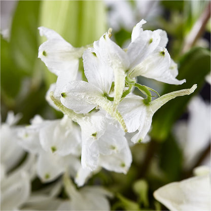 Classic Ivory – A Florist Original –  Homestead Flower Company Inc, Homestead FL